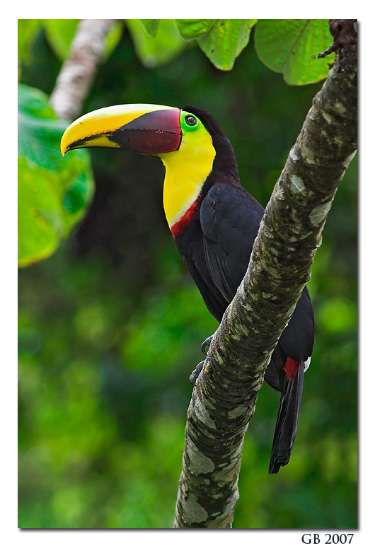 Chestnut-mandibled Toucan svg #16, Download drawings