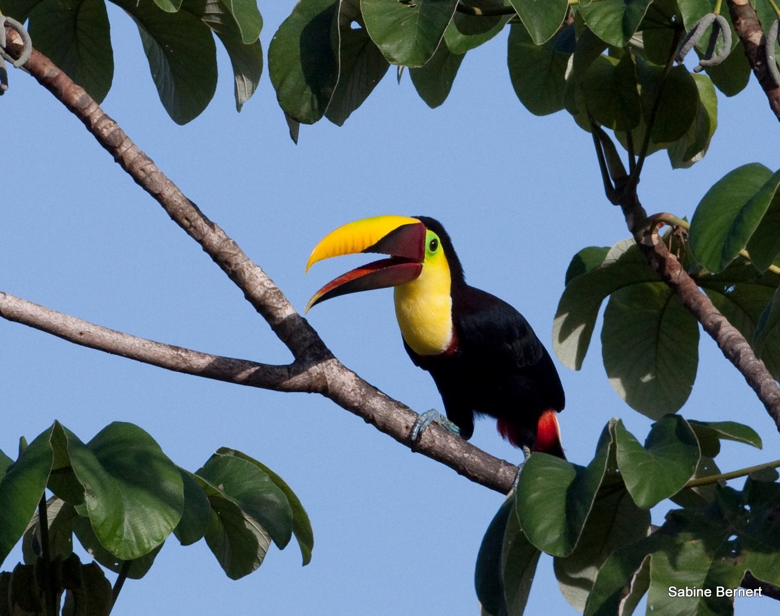 Chestnut-mandibled Toucan svg #12, Download drawings