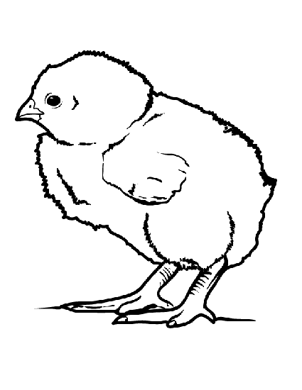 Chick coloring #12, Download drawings