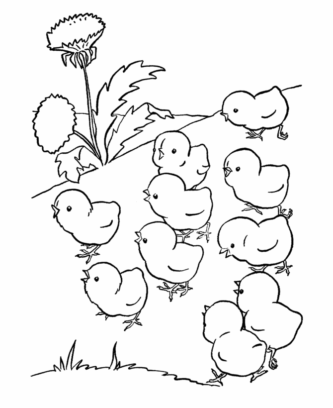 Chick coloring #10, Download drawings
