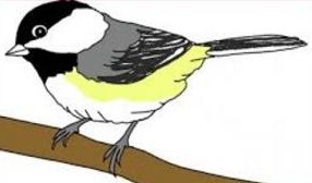 Chickadee clipart #19, Download drawings