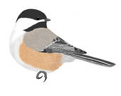 Chickadee clipart #11, Download drawings