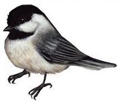 Chickadee clipart #17, Download drawings