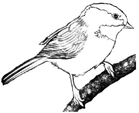 Chickadee clipart #8, Download drawings