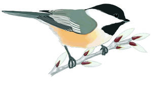 Chickadee clipart #20, Download drawings