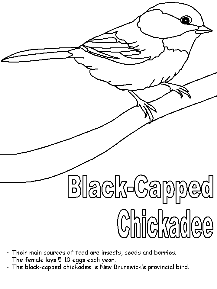 Chickadee coloring #20, Download drawings