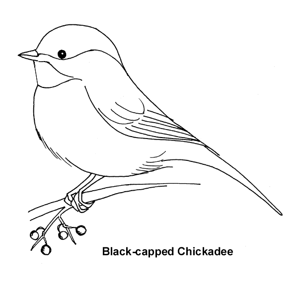 Chickadee coloring #18, Download drawings