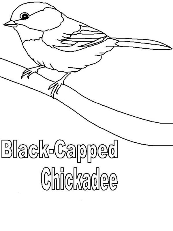 Chickadee coloring #17, Download drawings