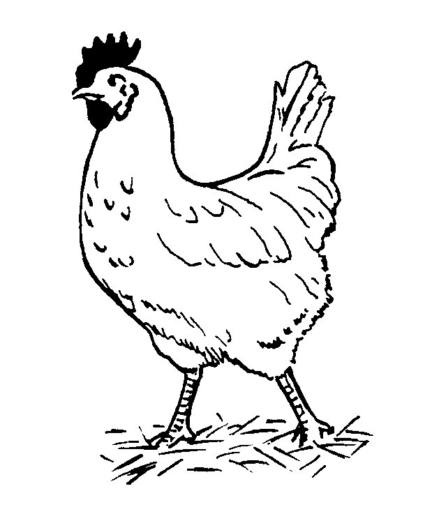 Chicken coloring #19, Download drawings