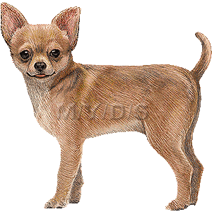 Chihuahua clipart #9, Download drawings
