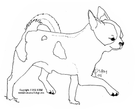 Chihuahua coloring #14, Download drawings