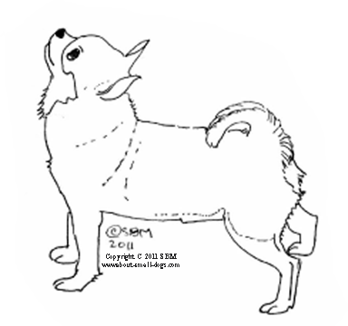 Chihuahua coloring #10, Download drawings
