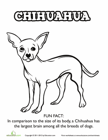 Chihuahua coloring #8, Download drawings