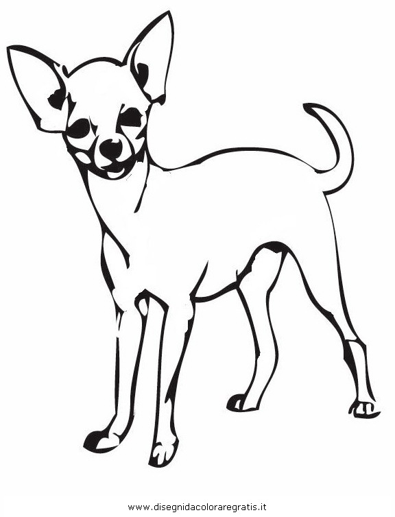Chihuahua coloring #4, Download drawings