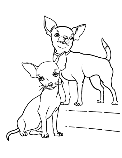 Chihuahua coloring #19, Download drawings