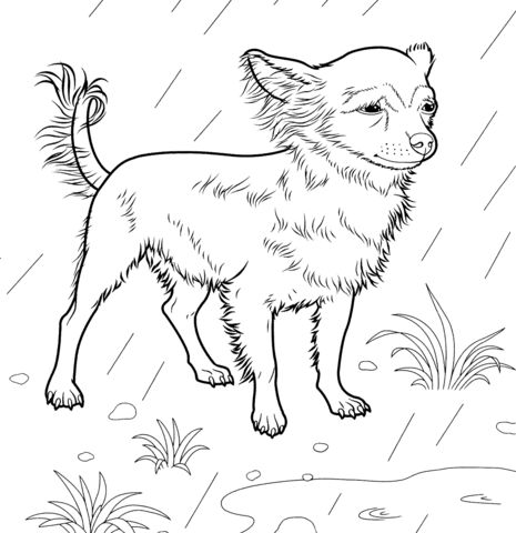 Chihuahua coloring #11, Download drawings