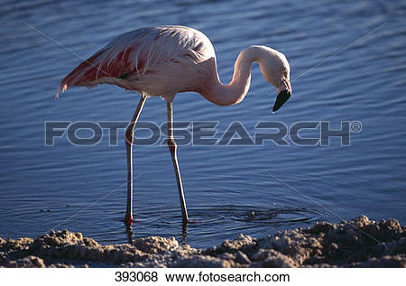 Chilean Flamingo clipart #1, Download drawings