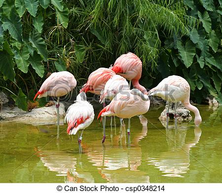 Chilean Flamingo clipart #16, Download drawings