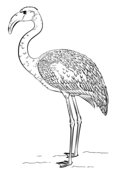 Chilean Flamingo coloring #10, Download drawings