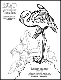 Chilean Flamingo coloring #13, Download drawings