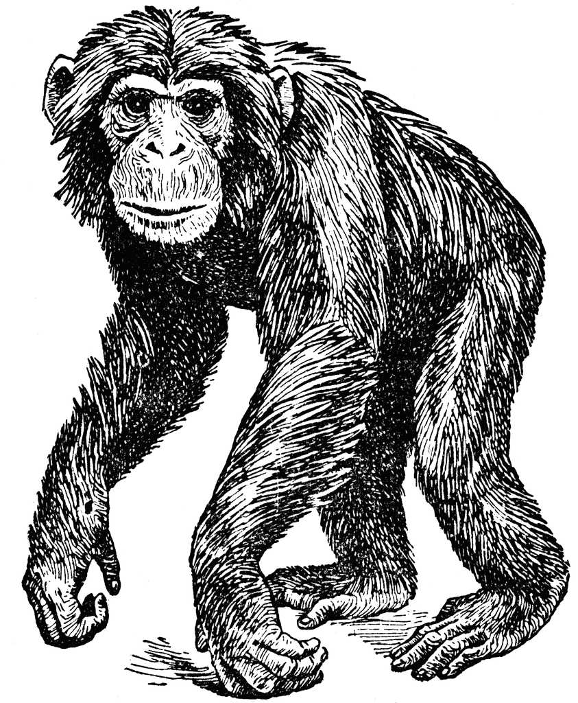 Chimpanzee clipart #7, Download drawings