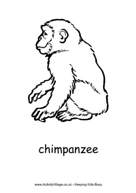 Chimpanzee coloring #6, Download drawings