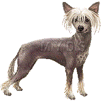 Chinese Crested Dog clipart #10, Download drawings