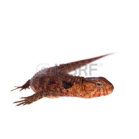 Chinese Crocodile Lizard clipart #16, Download drawings