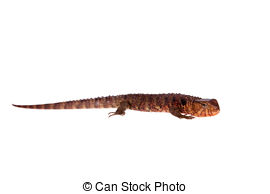 Chinese Crocodile Lizard clipart #14, Download drawings