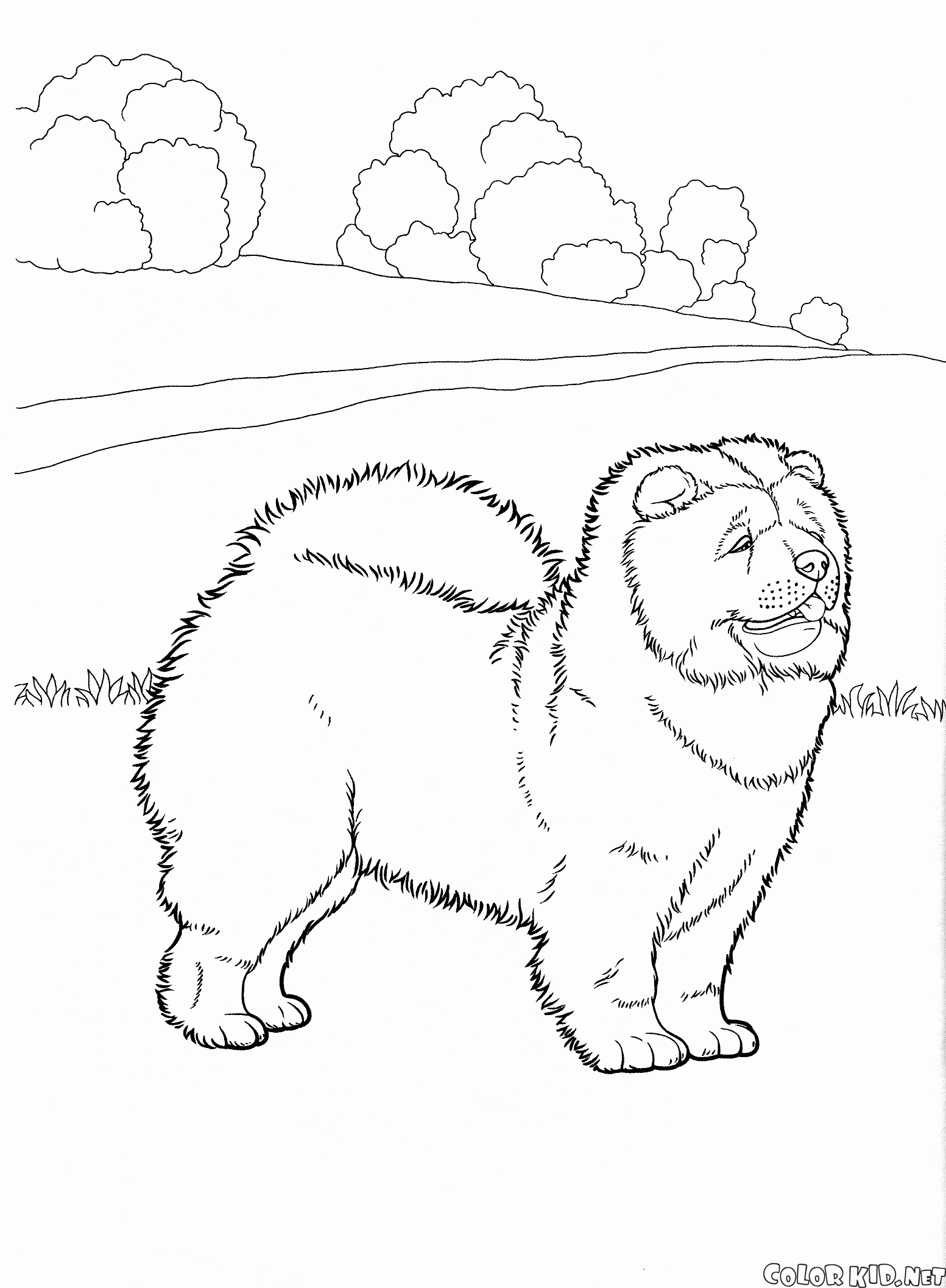 Chow Chow coloring #16, Download drawings