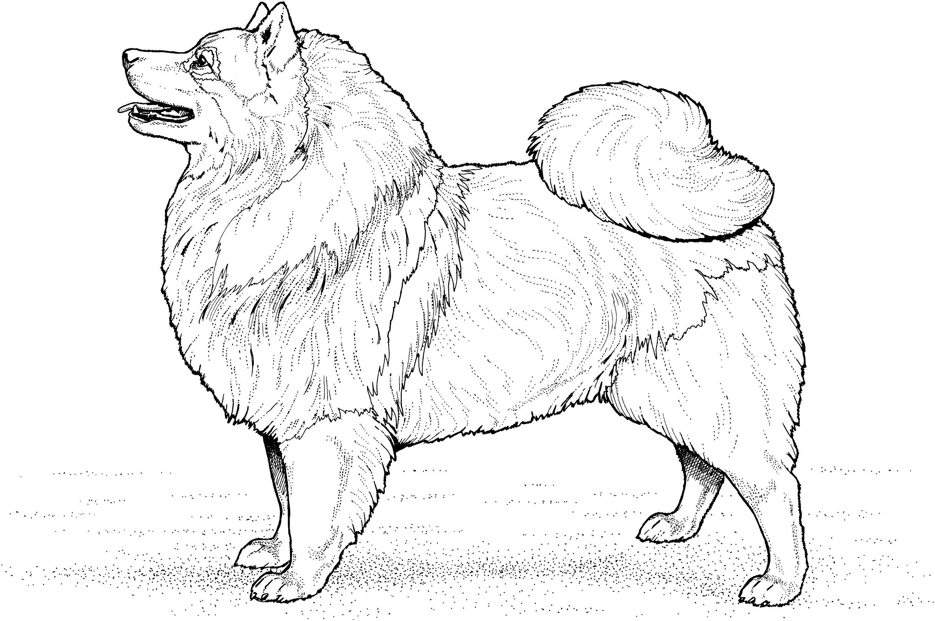 Chow Chow coloring #19, Download drawings