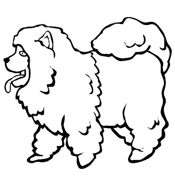 Chow Chow coloring #4, Download drawings
