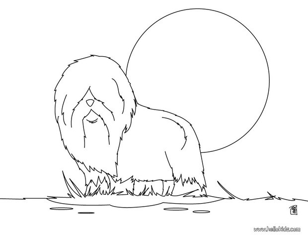 Chow Chow coloring #12, Download drawings
