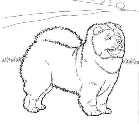 Chow Chow coloring #3, Download drawings