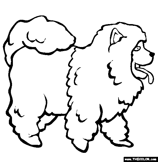 Chow Chow coloring #1, Download drawings