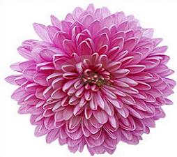 Chrysanthemum clipart #19, Download drawings