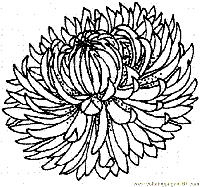 Chrysanthemum clipart #11, Download drawings