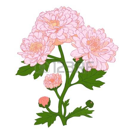 Chrysanthemum clipart #6, Download drawings