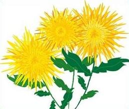 Chrysanthemum clipart #17, Download drawings