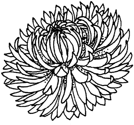 Chrysanthemum clipart #14, Download drawings