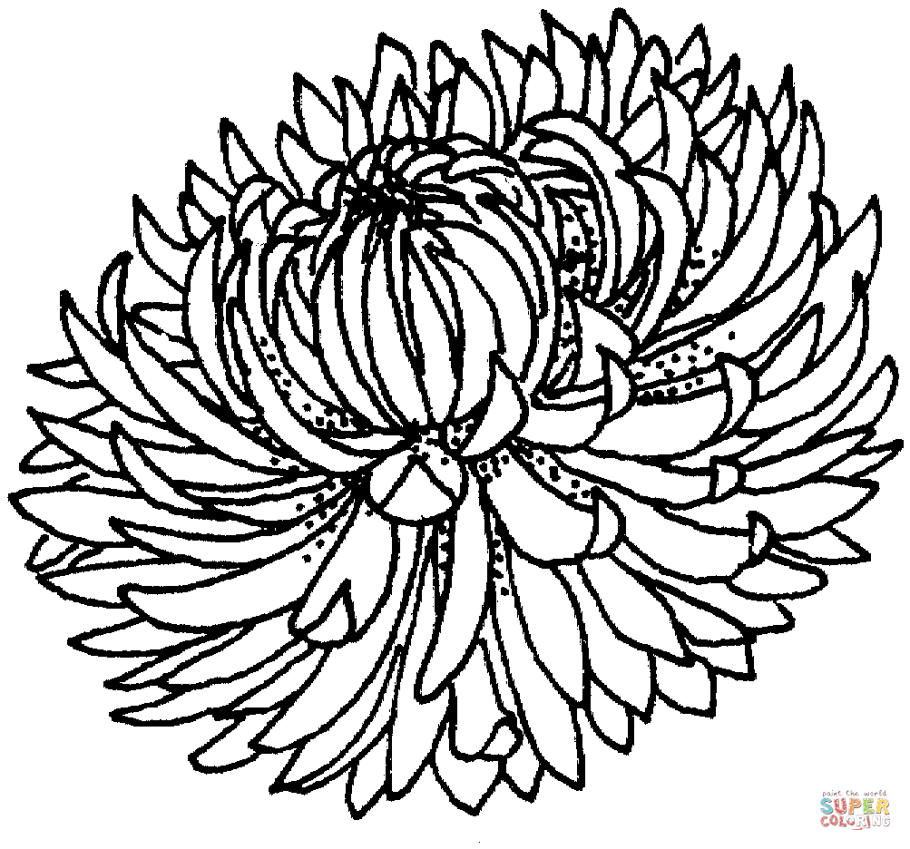 Chrysanthemum coloring #7, Download drawings