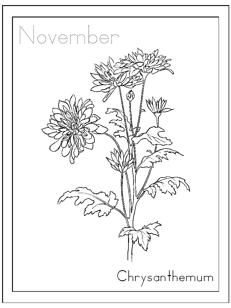 Chrysanthemum coloring #12, Download drawings