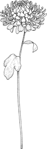 Chrysanthemum coloring #6, Download drawings