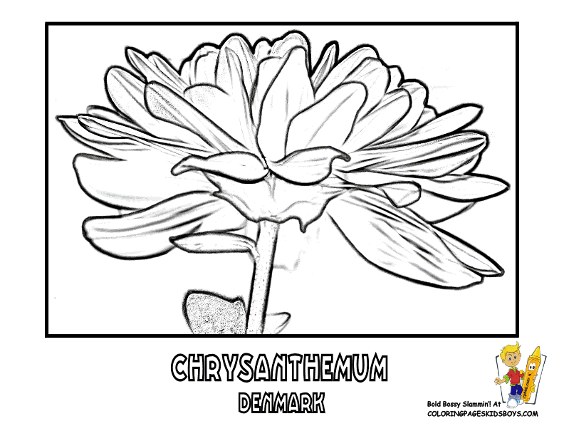 Chrysanthemum coloring #17, Download drawings