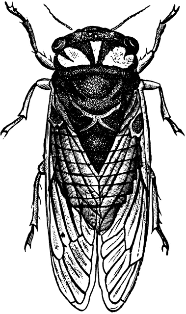 Cicada clipart #6, Download drawings