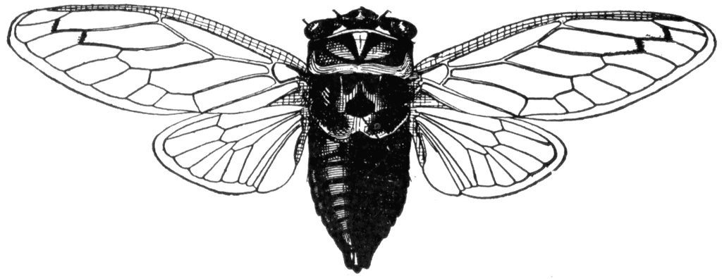 Cicada clipart #4, Download drawings