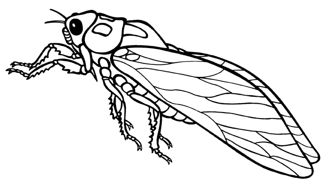 Cicada clipart #20, Download drawings