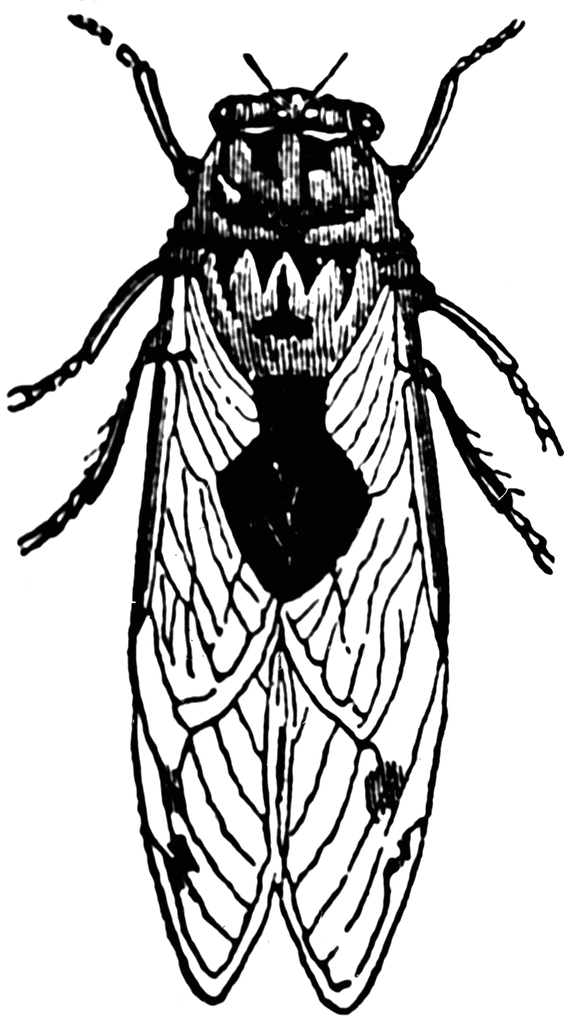 Cicada clipart #17, Download drawings