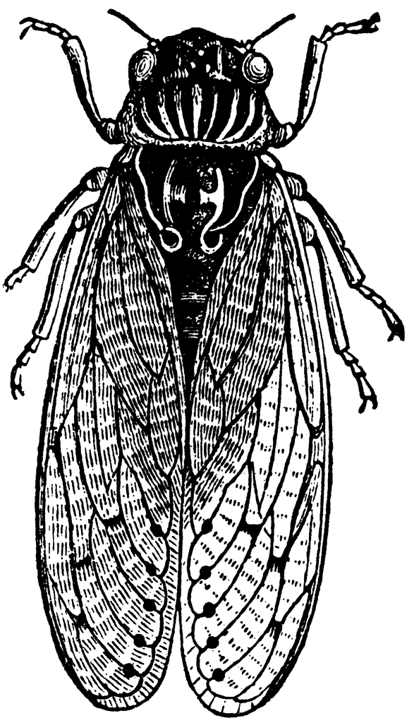 Cicada clipart #14, Download drawings