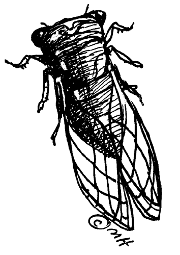 Cicada clipart #9, Download drawings